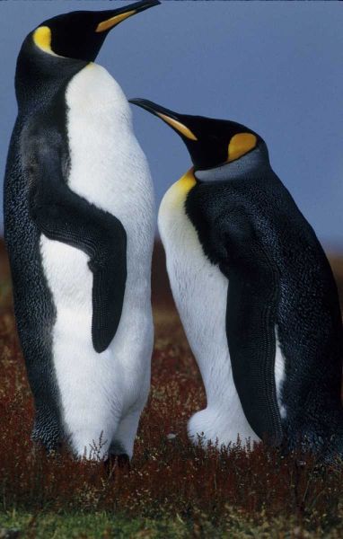 Falkland Islands King penguins stand in tundra